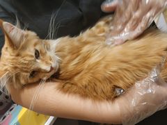 -屋虎猫馆(宝安大仟里店)