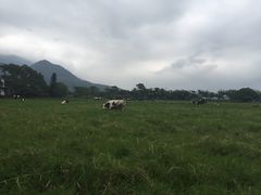 -瑞穗牧场