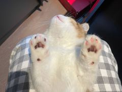 -momokira米努特·德文卷毛猫·棉花面纱犬