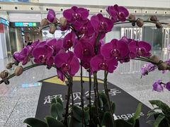 -广州白云国际机场-T2航站楼