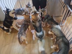 -Husky Go! 哈士奇体验馆·宠物咖啡厅狗咖