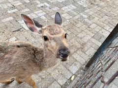 -长白岛森林公园