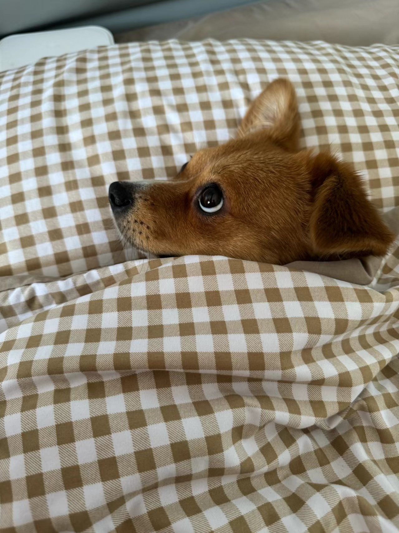 看到一只小狗,皮皮公主,知道天冷,早早就钻进被窝了,好可爱
#好喜欢