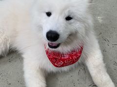 -星多哈·狗咖·拼豆·咖啡