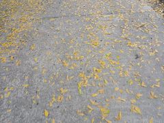 -大雁山风景区