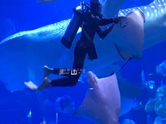 -烟台海昌鲸鲨海洋公园