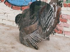 -北京鹿世界主题园