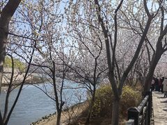 -桃花堤公园