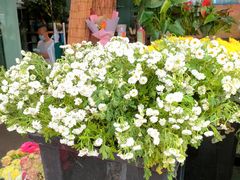 -循礼门鲜花花市(武汉循礼门店)