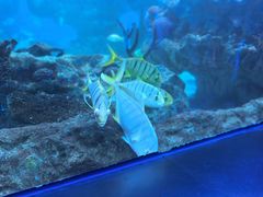 -海合安成都极地海洋公园