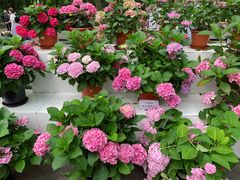 -上海共青森林公园