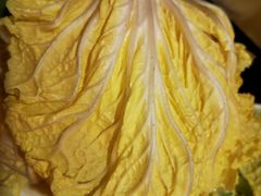 大白菜-牛街·马辈儿涮肉(牛街二店)