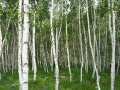 android_upload_pic-塞罕坝国家级自然保护区