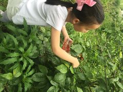 阿林果蔬摘樱桃摘桃子摘葡萄-阿林有机农庄
