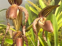 -国家植物园南园