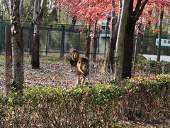 -秦皇岛野生动物园