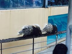 -清迈夜间动物园