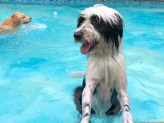 -汪说喵讲宠物乐园宠物酒店(红星美凯龙店)