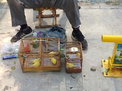 -长宁东道花卉宠物市场