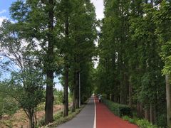 -上海长兴岛郊野公园