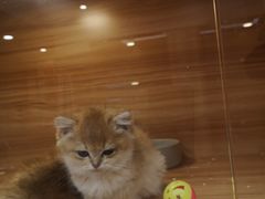 -猫十亿·布偶金渐层·曼基康矮脚猫舍(青年路店)