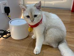 -COLOR PETS 撸猫馆·购猫·猫咖(长风大悦城店)