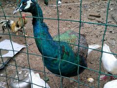 -北海市海滨公园