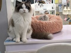 -喵的天空名猫咖啡馆·撸猫·猫舍·用品