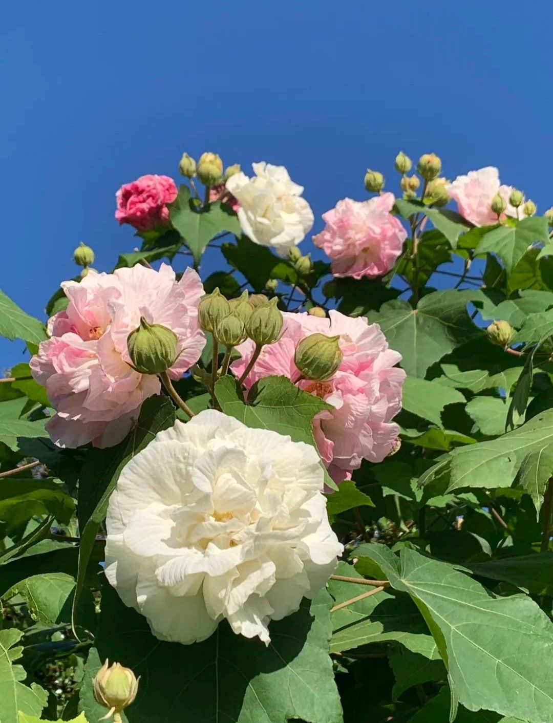 木芙蓉🌺是一种在秋季盛开的花卉,它的花朵硕大,色彩丰富,从纯白到