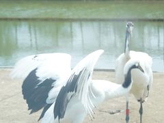 -盐城丹顶鹤湿地生态旅游区