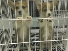 -FAELING PETS美天灵宠物(富力广场店)