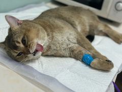 -纳吉亚猫专科动物医院博雅分院