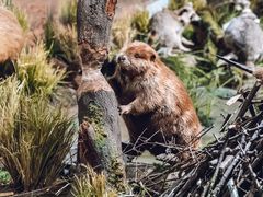 -陕西自然博物馆