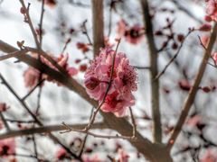 -香雪海