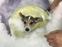 -宠伴小精灵宠物店(鼓楼店)
