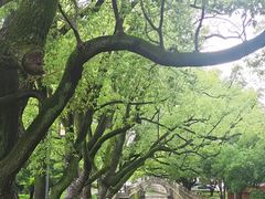 -安亭老街