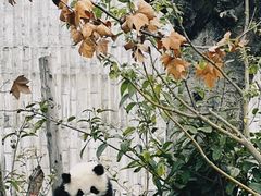 -成都大熊猫繁育研究基地