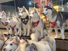 -Husky Go! 哈士奇体验馆·宠物咖啡厅狗咖
