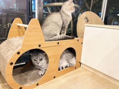 -猫咪派对(江南西店)