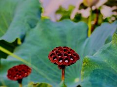 -南通博物苑-崇川人民公园