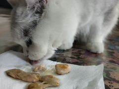 -心仪动物医院·牙专科·肿瘤·心脏科(西客站院)