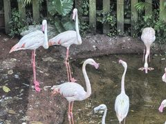 -新加坡飞禽公园