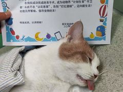 -利又安动物医院··老年病·猫科犬科·中兽医