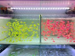 -青石桥花鸟鱼虫市场(叠翠城店)