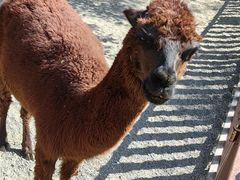 -泉州海丝野生动物世界