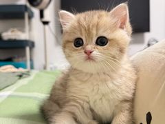 -猫十亿·布偶金渐层·曼基康矮脚猫舍(青年路店)