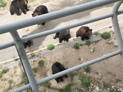 -大青山野生动物园