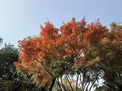 -秋霞圃