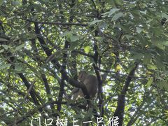 -黔灵山公园