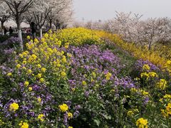 -古柏渡飞黄旅游区